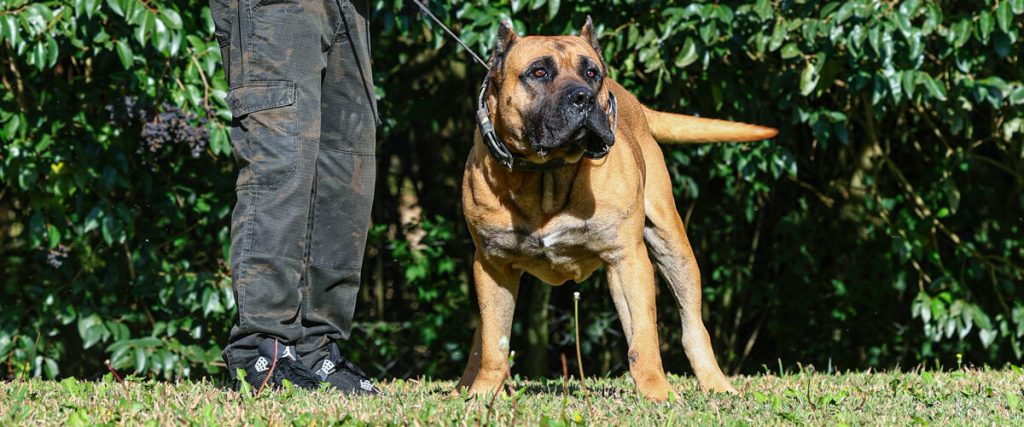 Animais reforçam segurança no campo, mas exigem manejo responsável