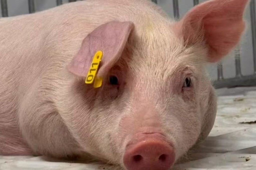 Morre primeiro porco clonado no Brasil