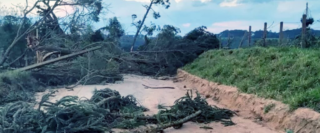 IAT libera uso de árvores derrubadas por eventos climáticos