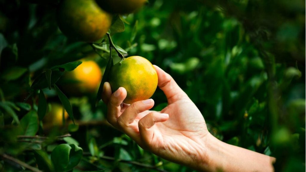 Cotações Agropecuárias: Laranja pera segue pressionada; poncã e tahiti se valorizam