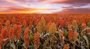 Sorgo ganha mercado e pode alcançar 200 mil hectares