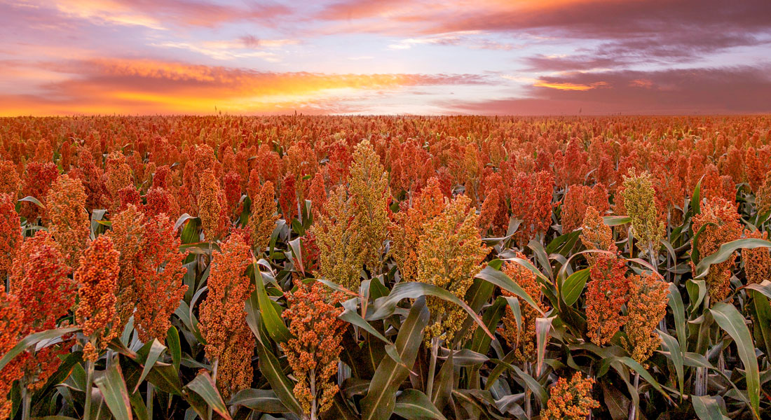 Sorgo ganha mercado e pode alcançar 200 mil hectares