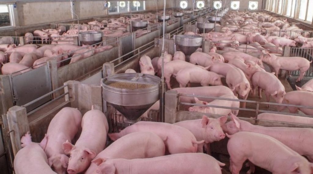 Produção de suínos cresce 50%