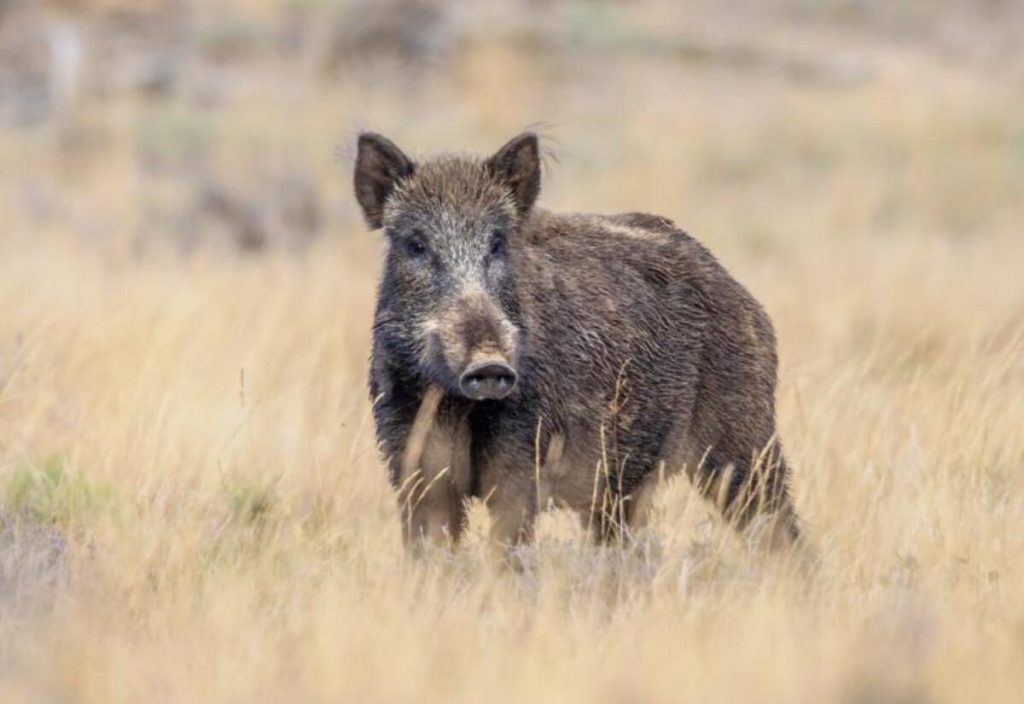Ataque de javalis provoca prejuízos pontuais em lavouras