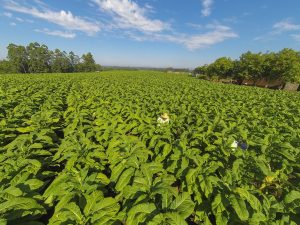 Tabaco brasileiro conclui pré-inspeção exigida para exportação à China