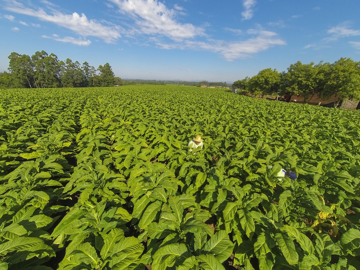 Tabaco brasileiro conclui pré-inspeção exigida para exportação à China
