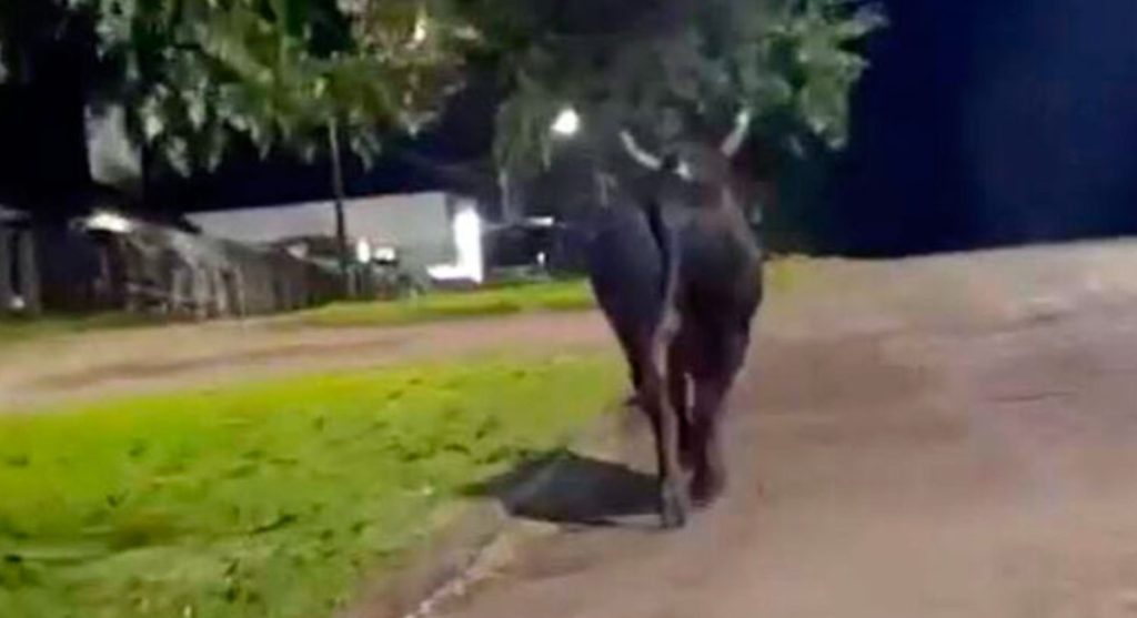 Idosa morre após ser atacada por touro durante festa