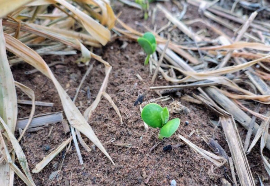 Produzir um hectare de soja na safra 26/27 custa mais de R$ 5 mil
