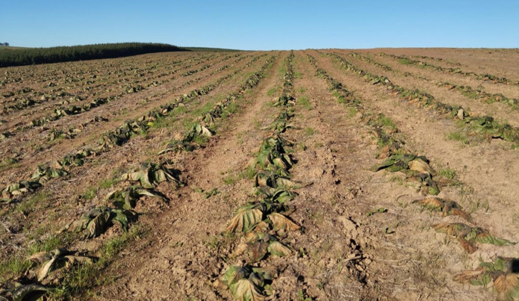 MP das dívidas rurais: Entidades do agro pedem “senso de urgência”
