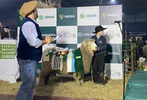 Ovinocultura: cautela no bolso reduz vendas, mas carne e lã sustentam otimismo