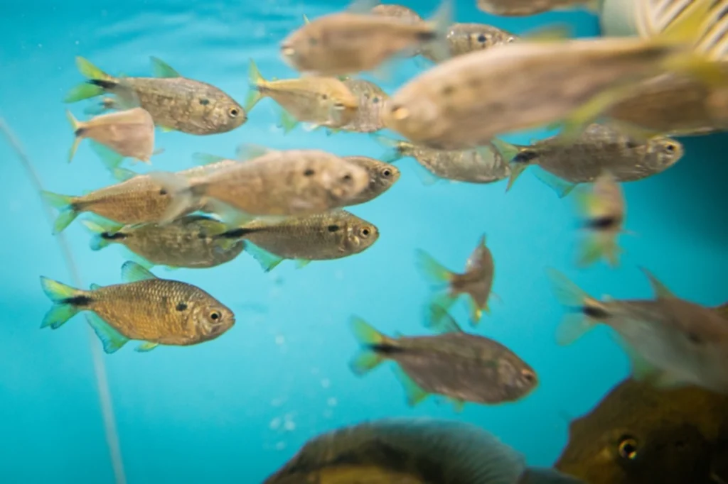 Novo modelo de licenciamento da aquicultura: Mais proporcionalidade para produtores