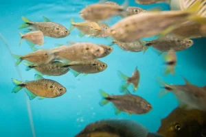 Novo modelo de licenciamento da aquicultura: Mais proporcionalidade para produtores