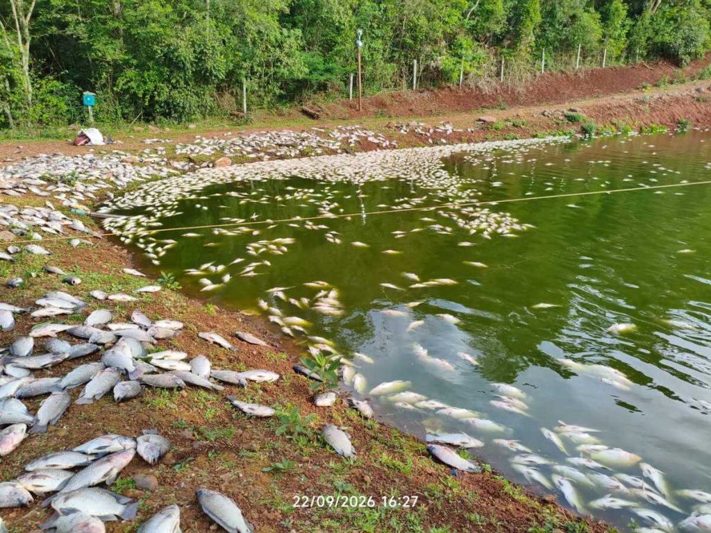 Falta de energia causa mortandade de peixes em propriedade rural