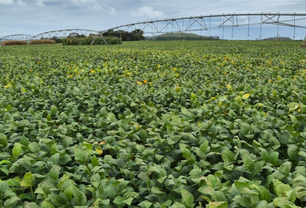 Produtividade da soja deve recuar na safra 2026/2027 sob risco climático
