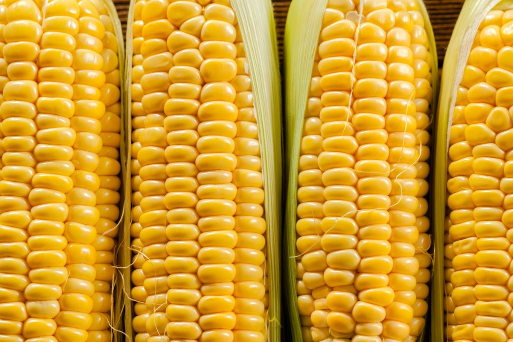 Cotações Agropecuárias:  Safra de grãos deve atingir o recorde de 361,7 milhões de toneladas