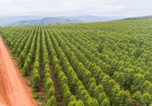 Fim do uso da biomassa nativa abre corrida para plantar eucalipto