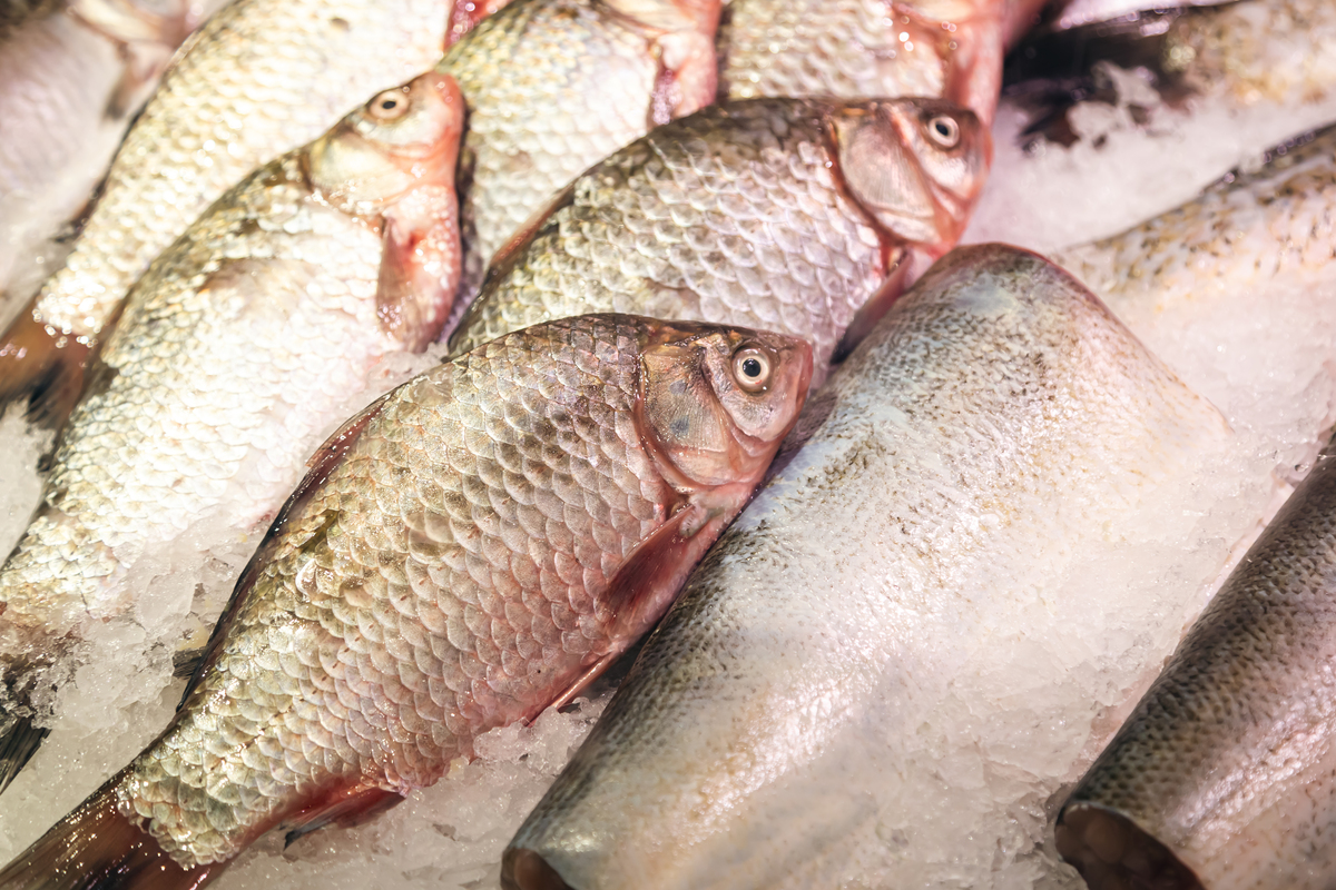 Pescado brasileiro mira R$ 15,6 bilhões por ano em exportações