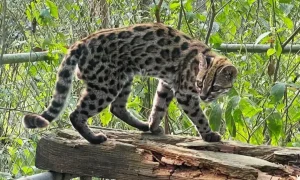 Nova espécie de felino é identificada