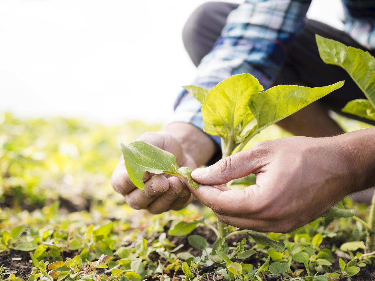 Bioinsumos e fertilizantes são alternativas viáveis para o déficit hídrico na safra de soja