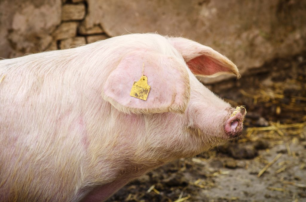 Cotações Agropecuárias: Preços sobem pela primeira vez no ano