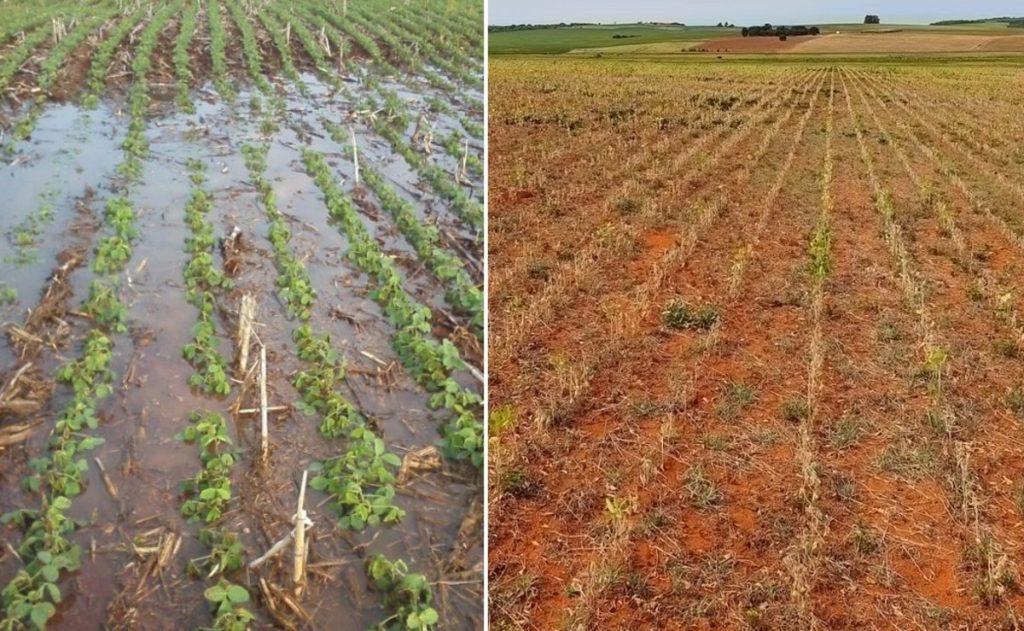 Primavera chega com previsão de safra recorde mesmo sob ameaça de el niño