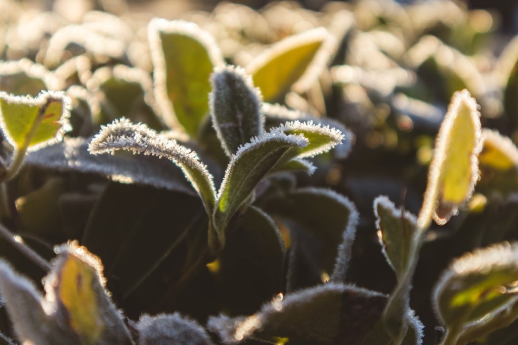 Frio, geada e chuva exigem cautela no plantio
