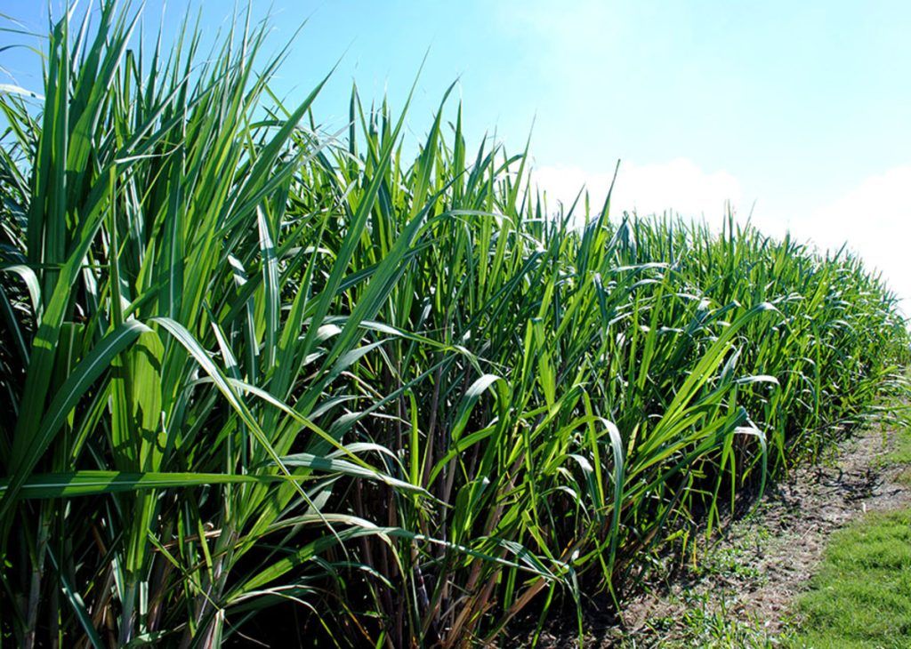 Modelo amplia em 116 vezes a estimativa do impacto de herbicidas sobre a água