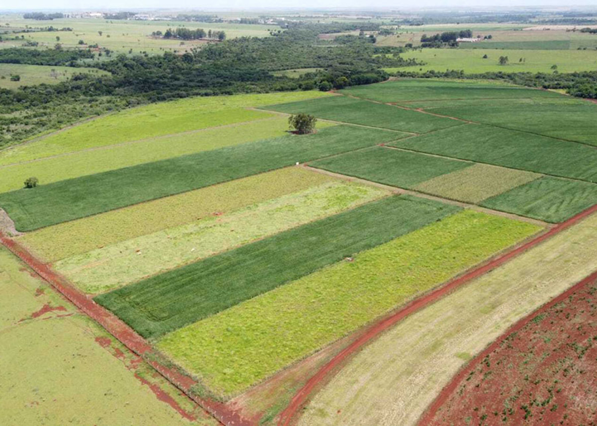 Produtividade da soja cresce 11,1% a com manejo do solo