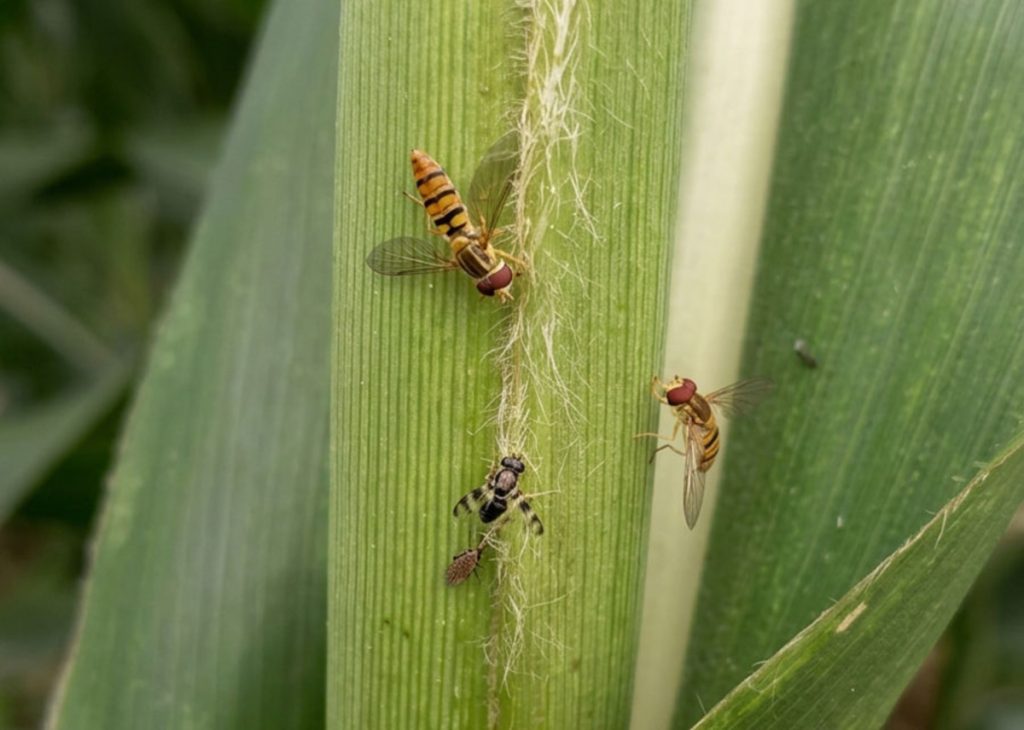 Mosca-sirfídeo reduz a infestação do pulgão-do-sorgo em lavouras
