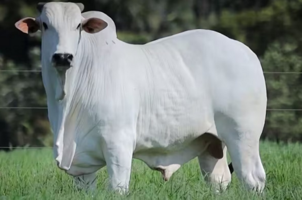 Cotações Agropecuárias: Maior valorização do boi gordo reduz diferencial frente ao magro
