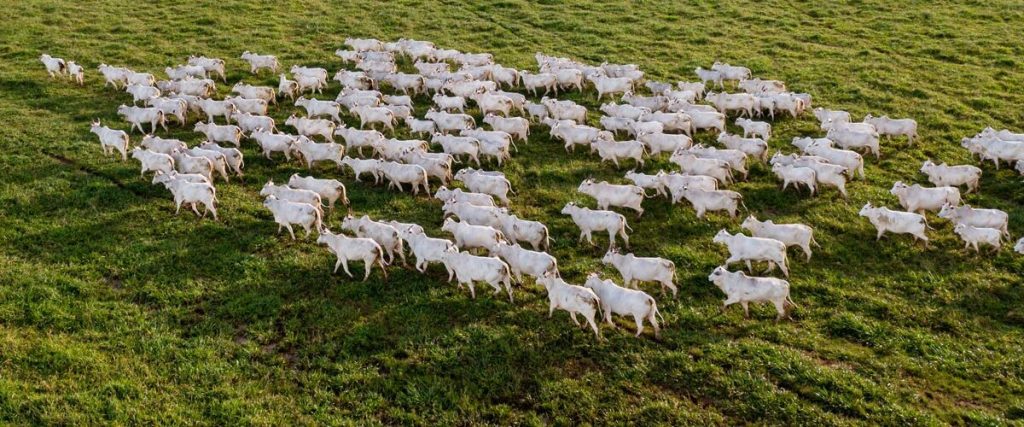Diversificação pode abrir mercado internacional da carne bovina