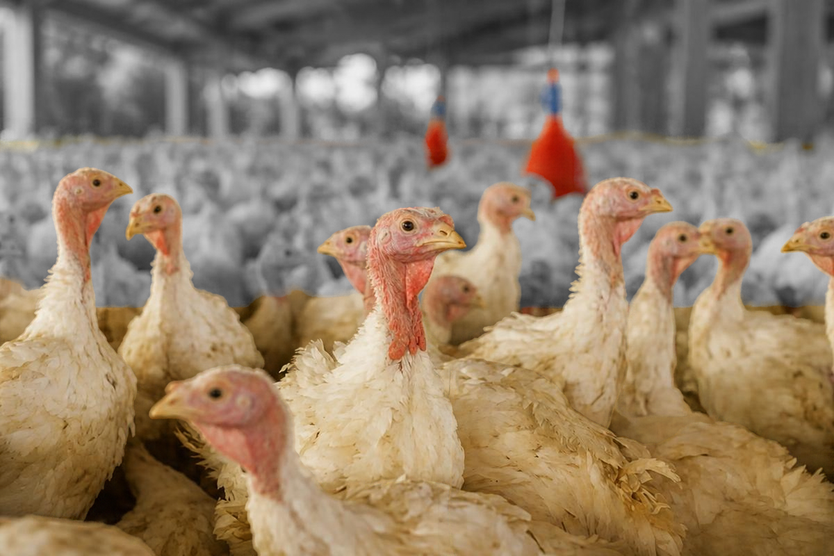 Brasil suspende embarques de aves à China após Newcastle