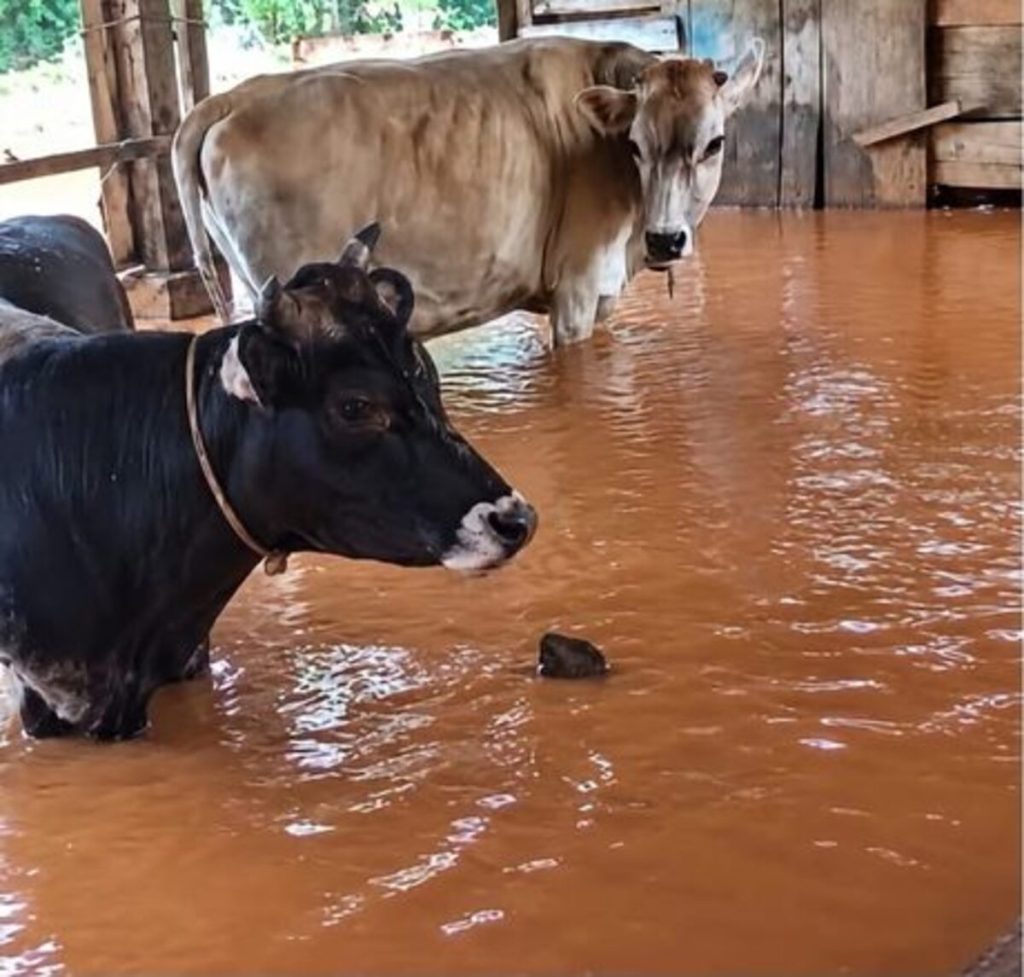 Chuva alaga currais e deixa vacas e bezerros em meio à água