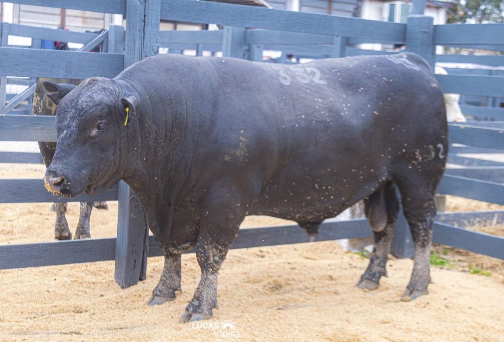 Touro Angus atinge avaliação de R$ 140 mil e marca recorde