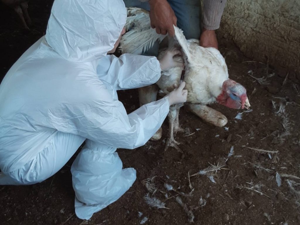Sauditas restringem embargo a produtos de aves de Santa Catarina