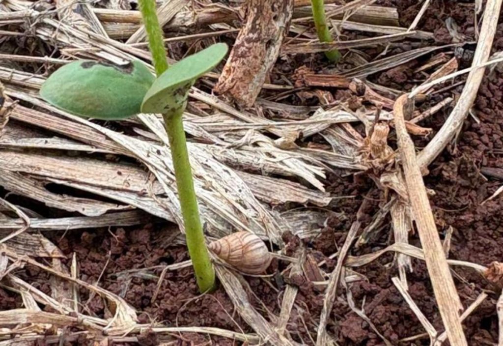 Ataque de lesmas e caracóis pode comprometer plantas de soja