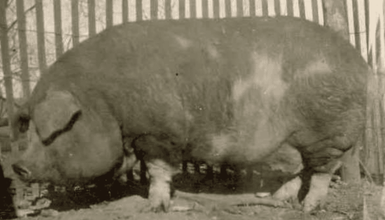 Big Bill: o maior porco que já existiu