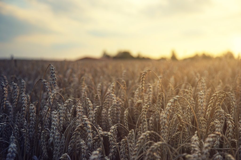 Cotações Agropecuárias: Chuvas afetam qualidade do trigo e restringem oferta