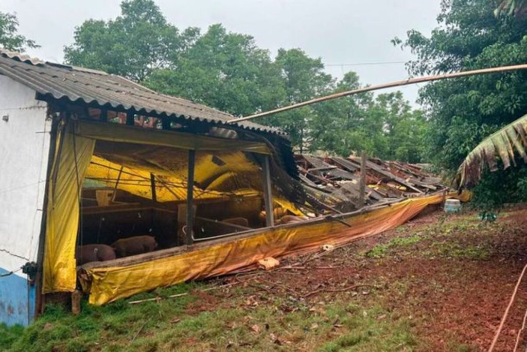 Granja de suínos é destruído por temporal; prejuízo de R$ 1,5 milhão