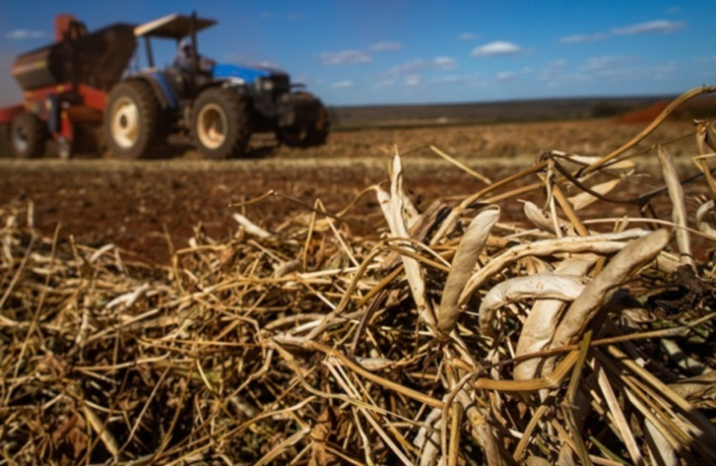 Cotações Agropecuárias: Oferta restrita e demanda cautelosa influenciam preços do feijão