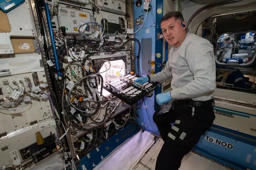 Astronautas cultivam pimentas na Estação Espacial Internacional