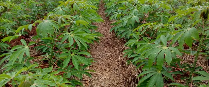 Plantio direto alavanca produtividade de mandioca e hortaliças